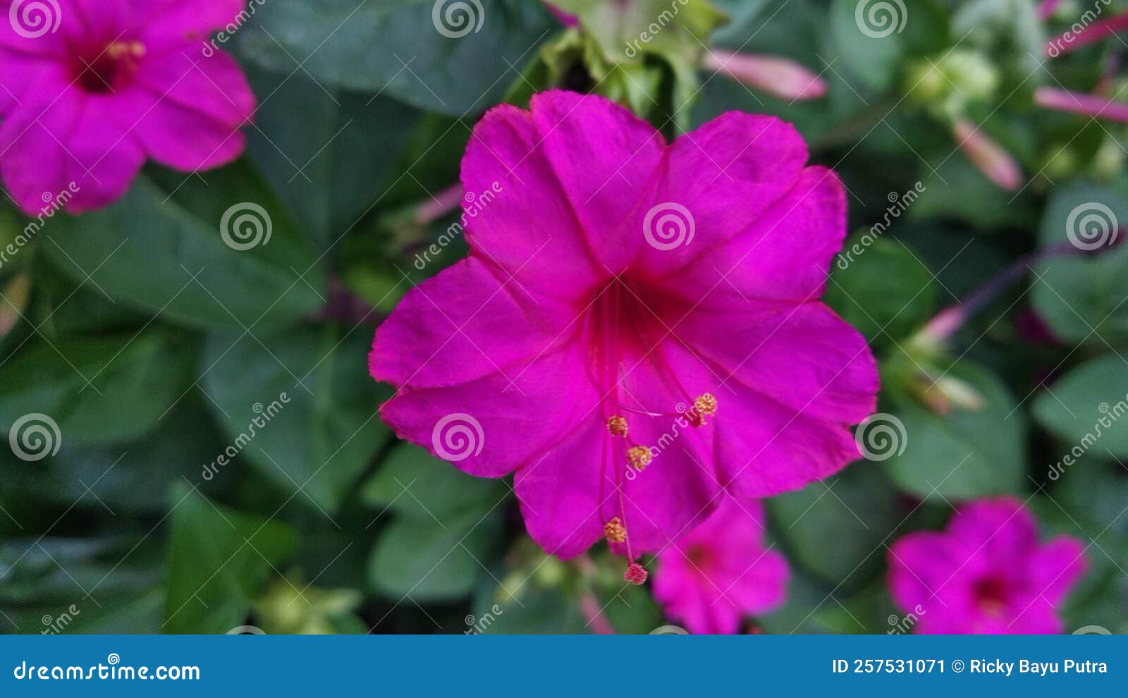 a mirabilis jalapa flower in the garden.