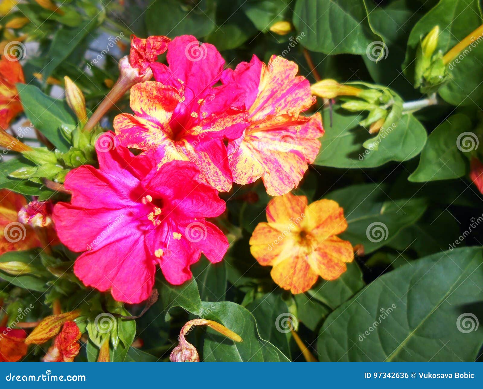 mirabilis jalapa four o`clocks fragrant flowers