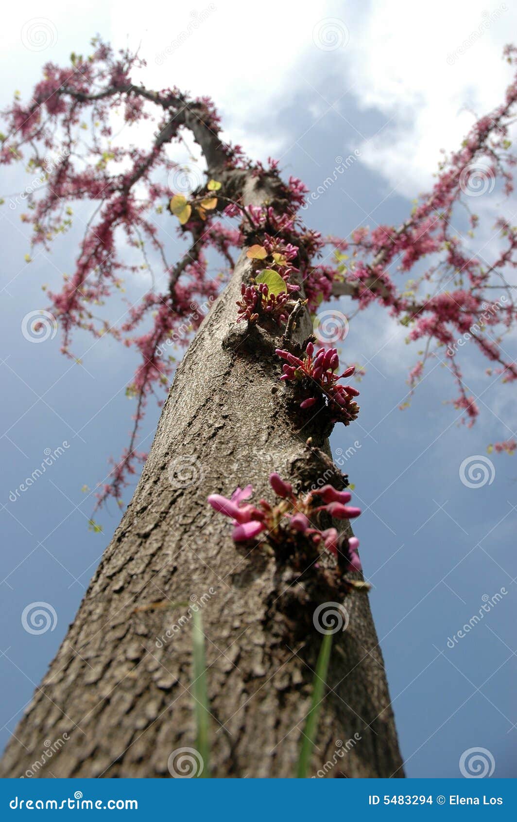 Miracle- tree stock photo. Image of flowers, pink, tree - 5483294