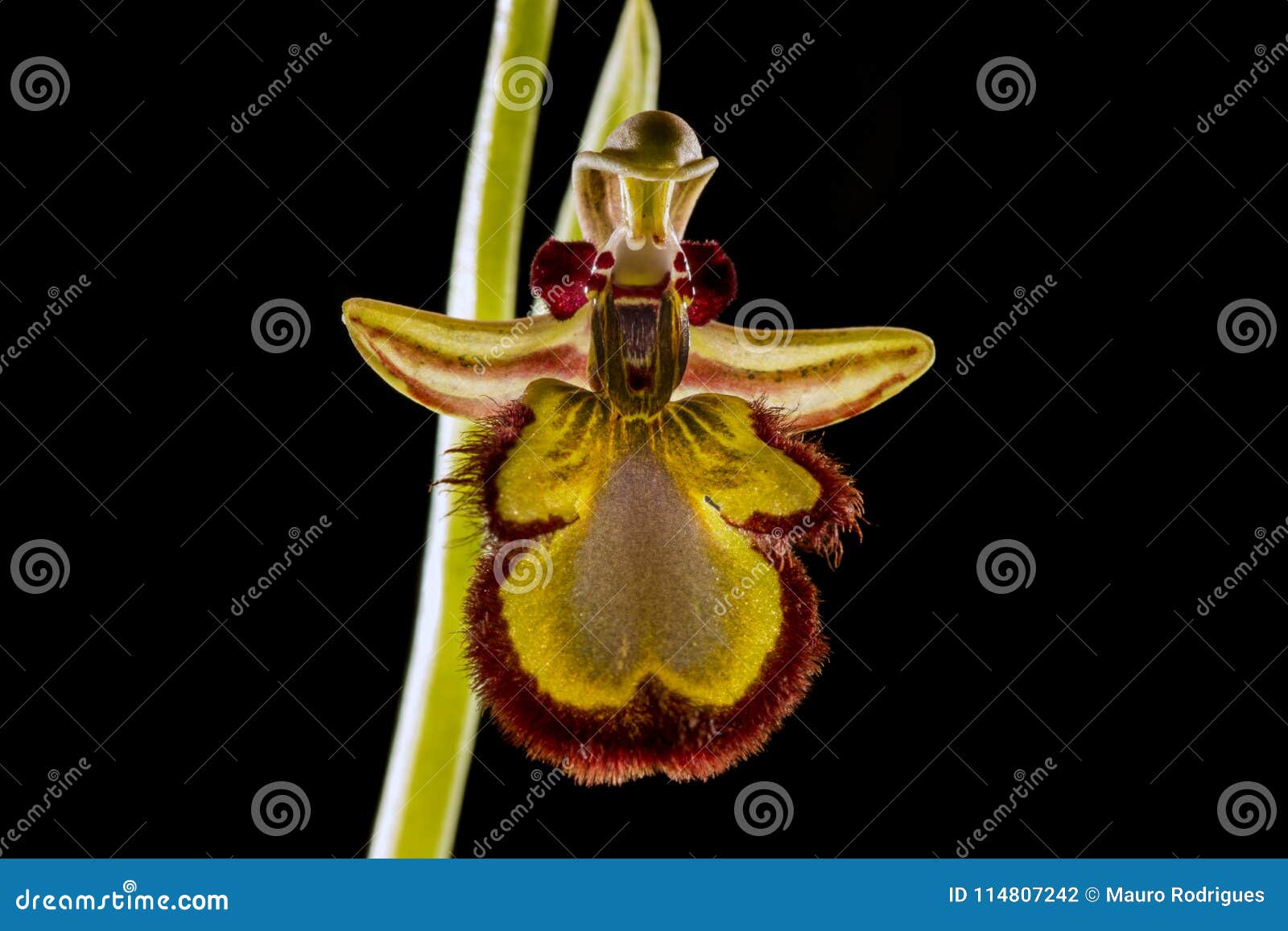 mirror bee orchid (ophrys speculum)