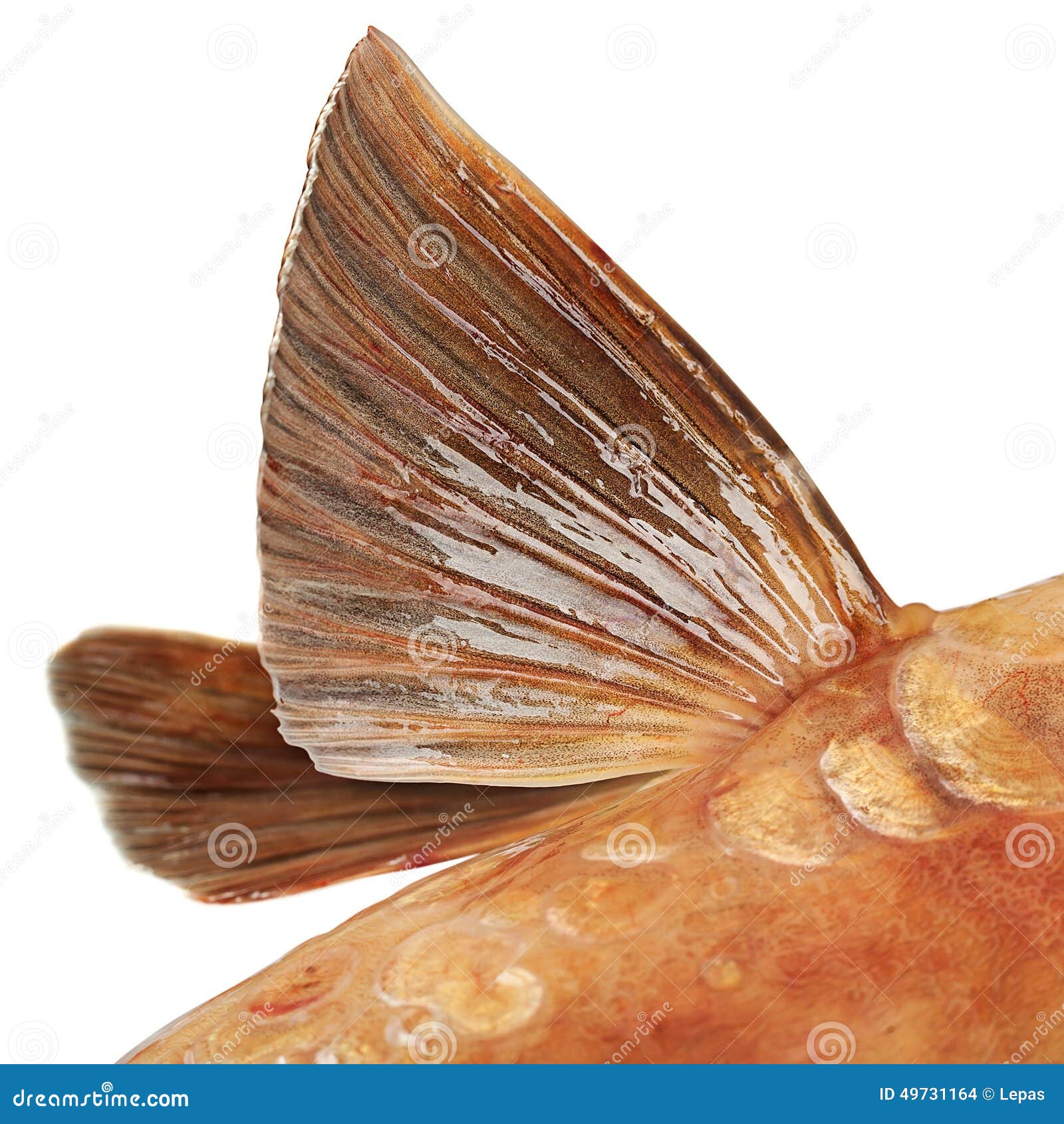 mirror carp fish flipper