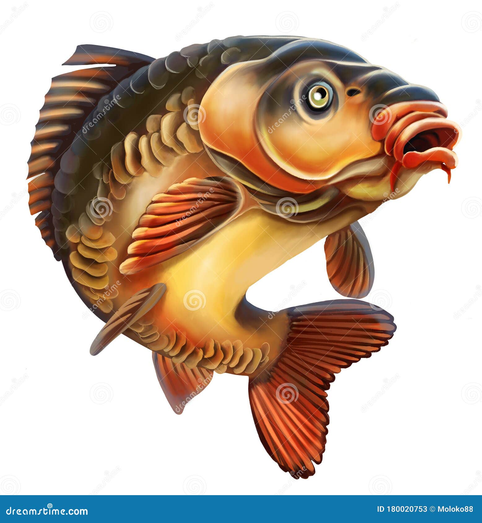 mirror carp .  on white background.