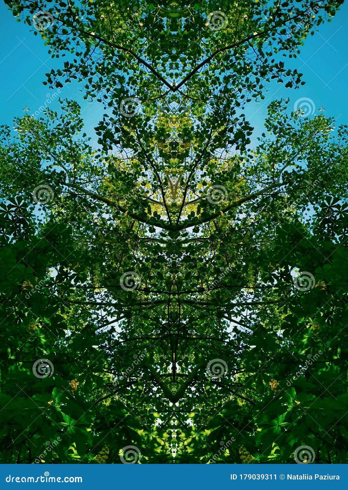 mirror image of trees and sky