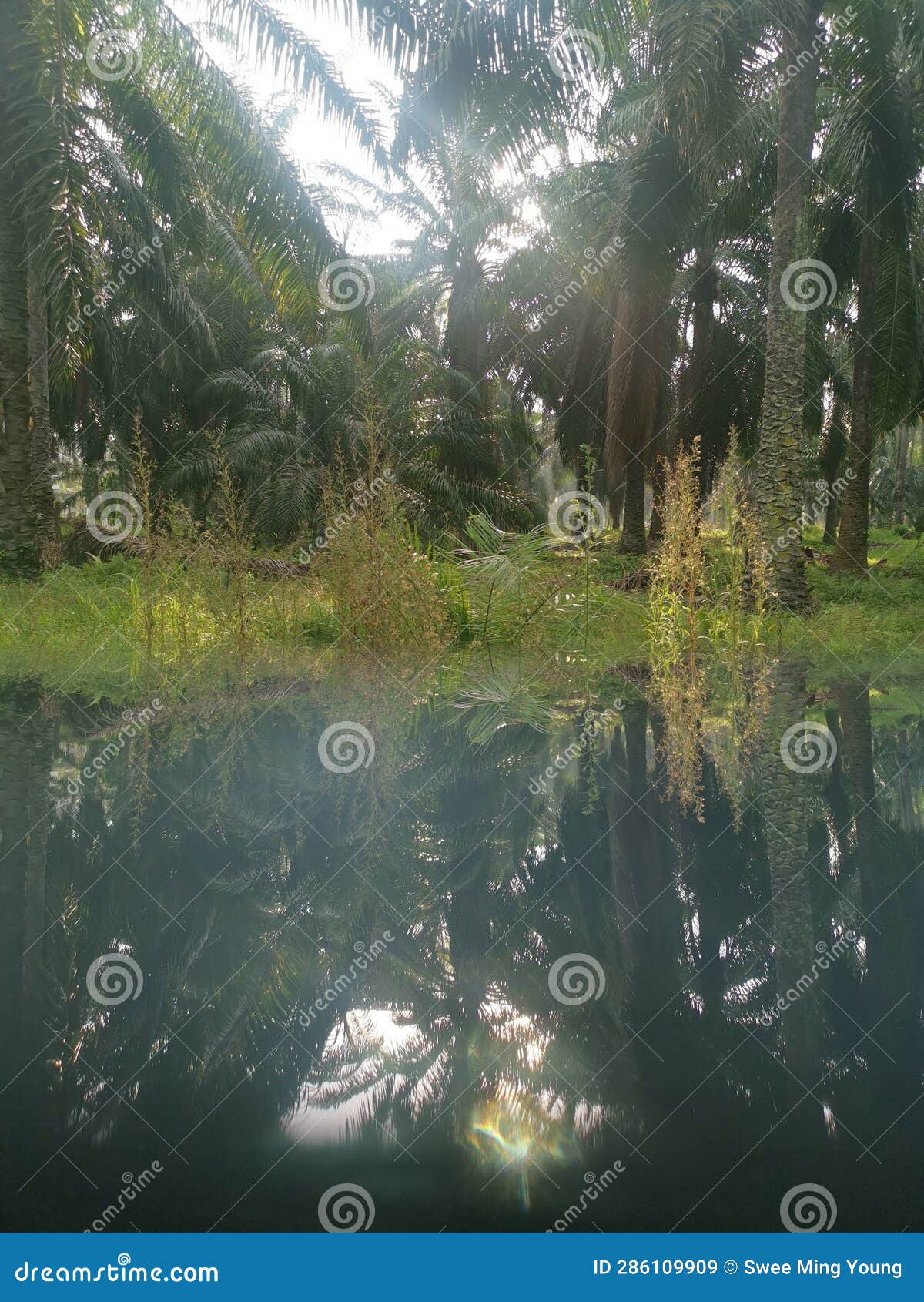 Mirror Reflection of the Plantation by the Lake Stock Image Image of