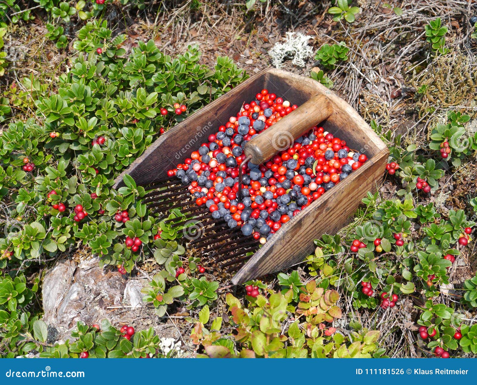 Mirtilo e colheita e arbustos do lingonberry. Mirtilo maduro e colheita e arbustos vermelhos do lingonberry no woodground