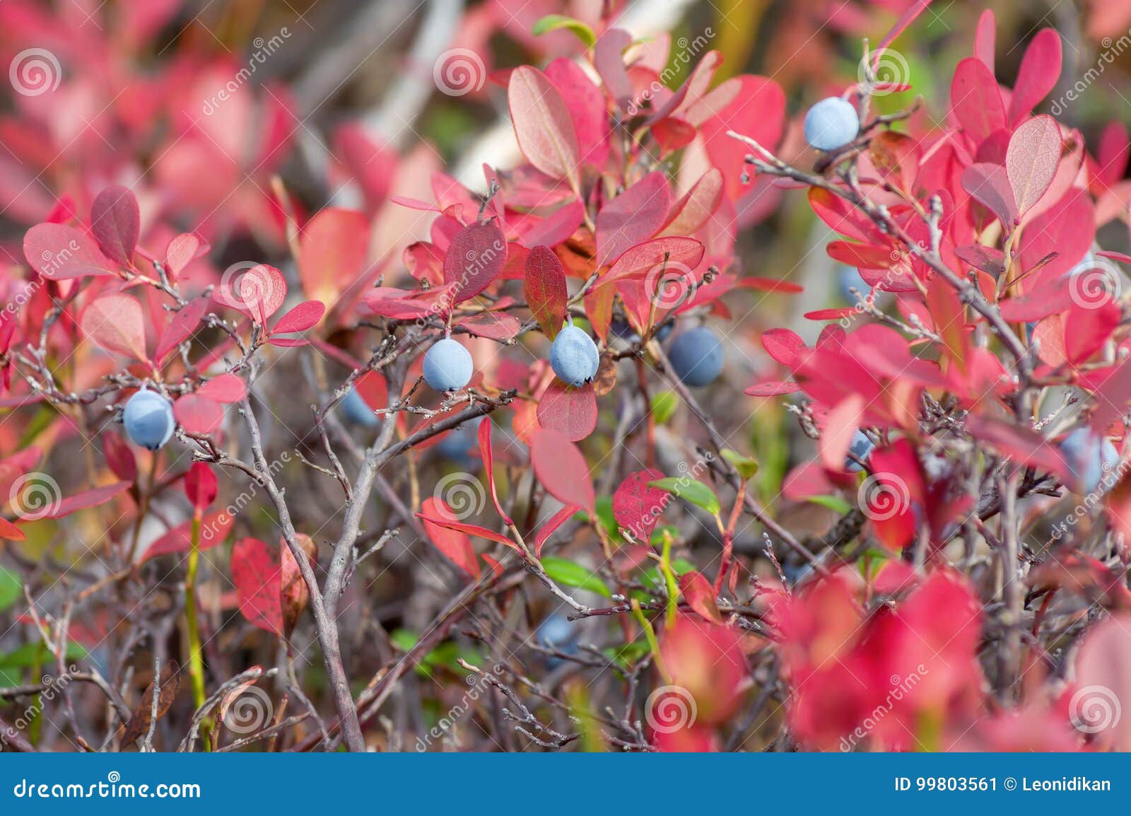 Краснеет голубика. Голубика Садовая красная листва. Голубика Садовая осенью красные листья. Красные листья у голубики. Голубика с красными листьями осенью.