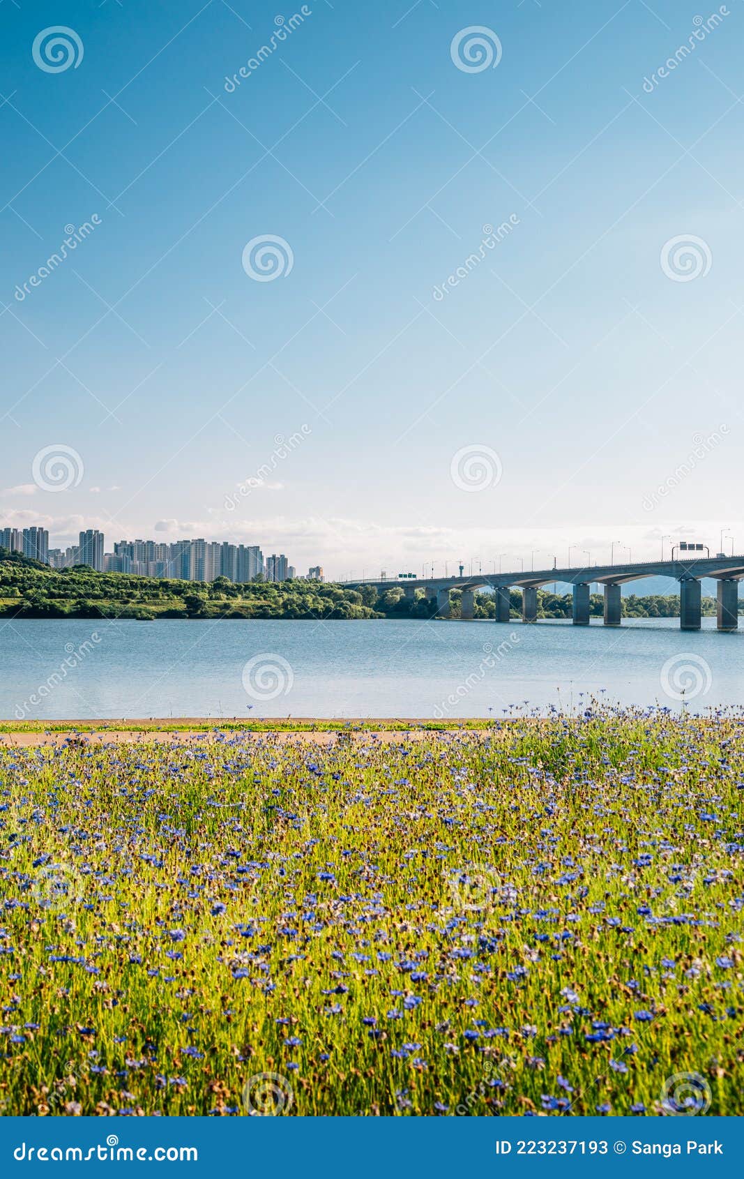 misa bridge and namyangju hangang river park sampae district at spring in korea