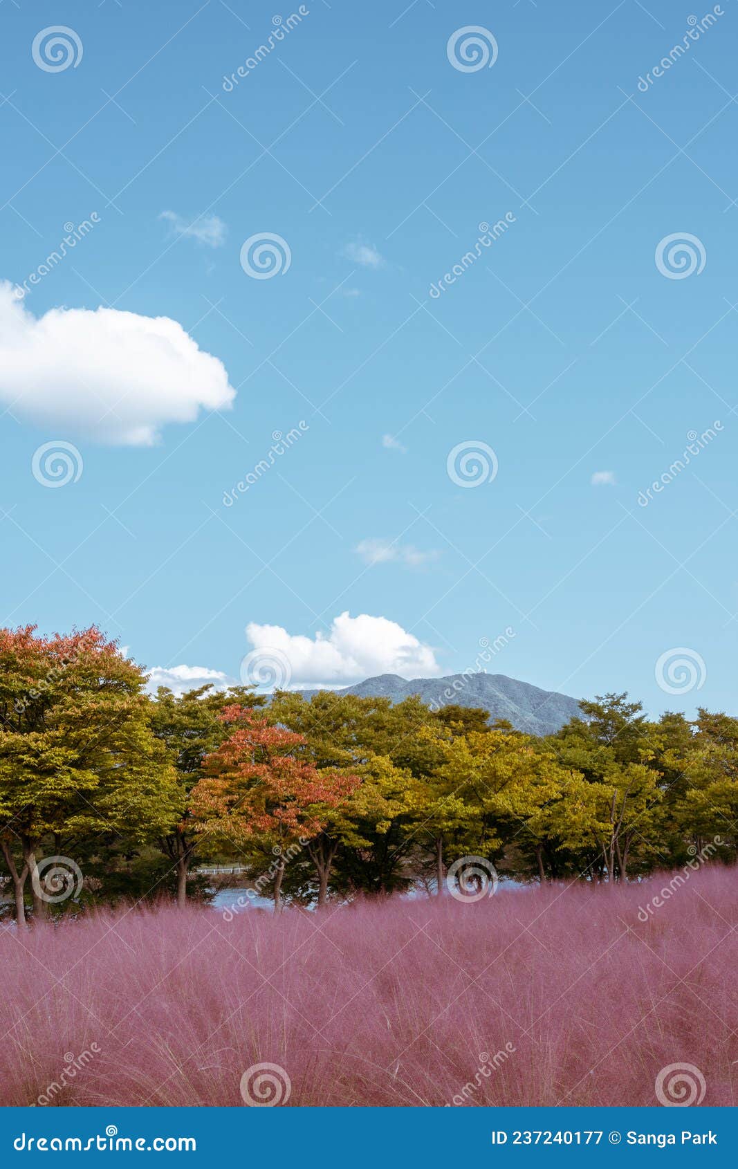 misa gyeongjeong park pink muhly grass in hanam, korea