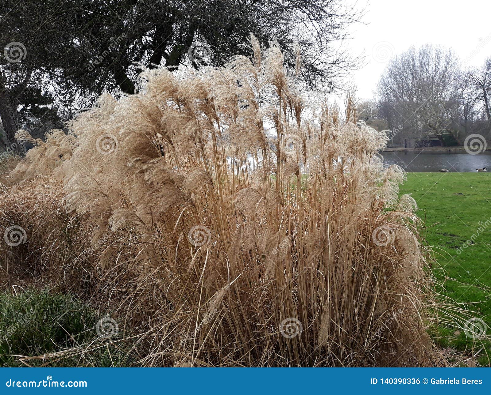 Miscanthus Sinensis Malepartus Chinese Silver Grass In The Park Stock Photo Image Of Korean Group Miscanthus Sinensis Malepartus Chinese Silver Grass In The Park Stock Photo Image Of Korean Group