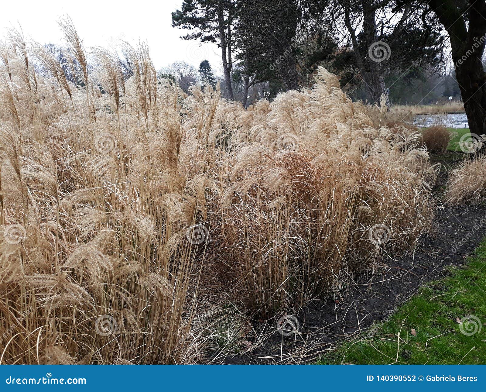 Miscanthus Sinensis Malepartus Chinese Silver Grass In The Park Stock Photo Image Of Flora Close Miscanthus Sinensis Malepartus Chinese Silver Grass In The Park Stock Photo Image Of Flora Close