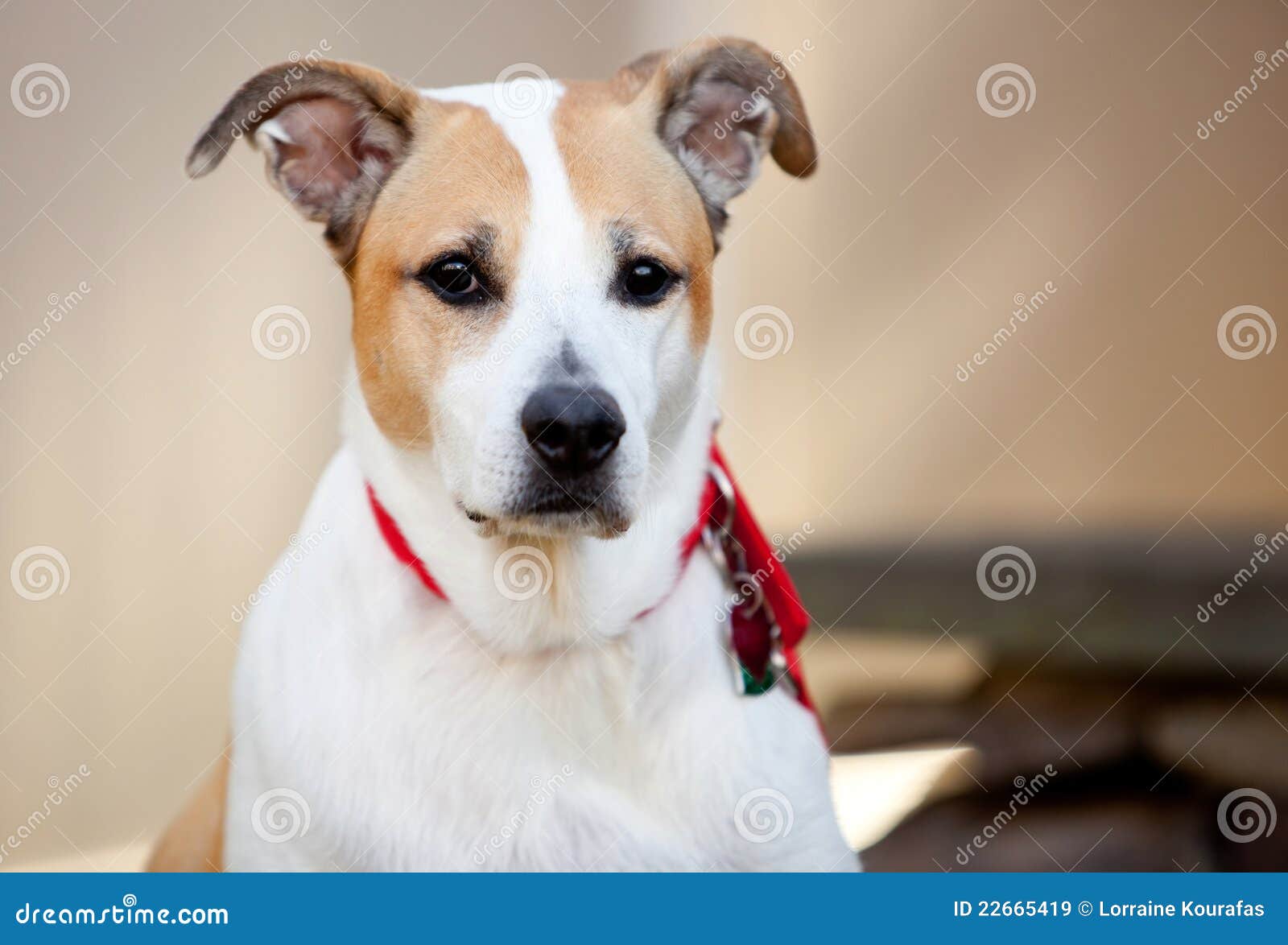 MischbrutHund An Der Aufmerksamkeit Stockbild Bild von