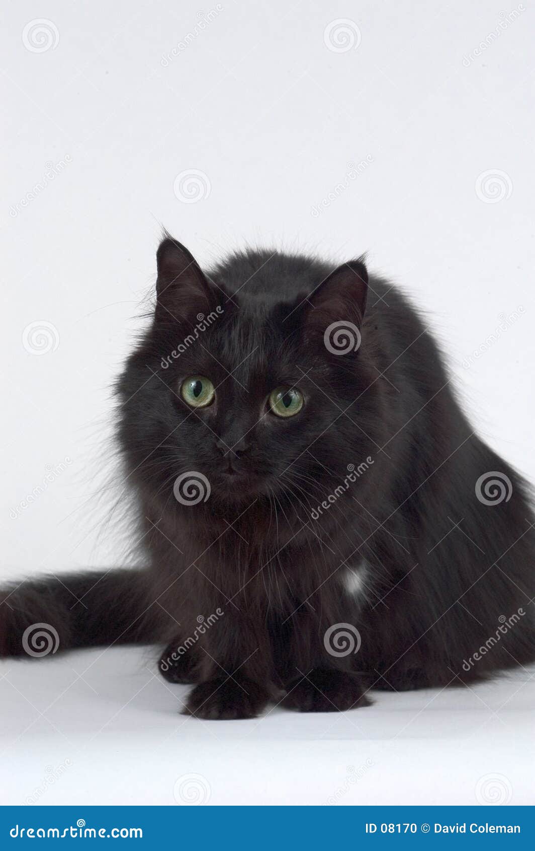 mischievious cat