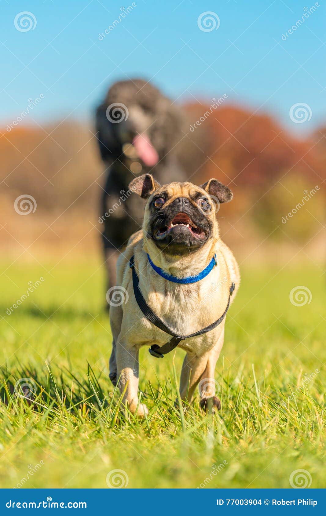 mischievous pug being chased