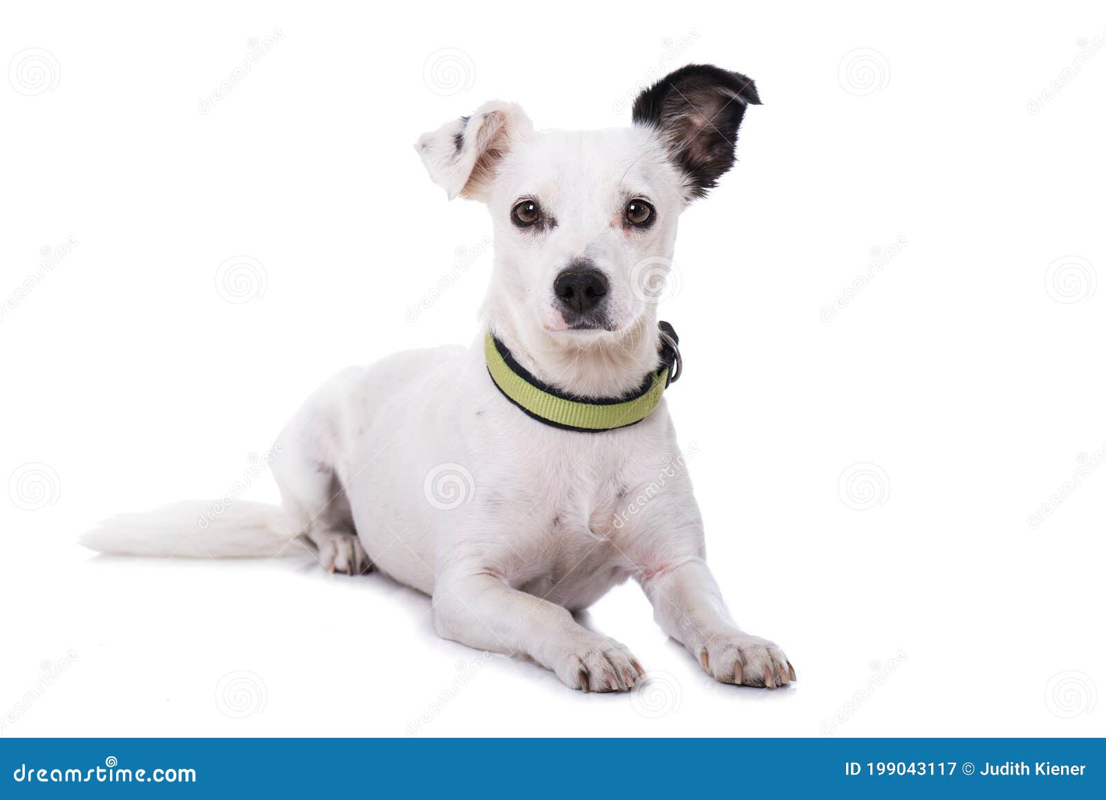 Cross Breed Dog on White Background Stock Image Image of lying