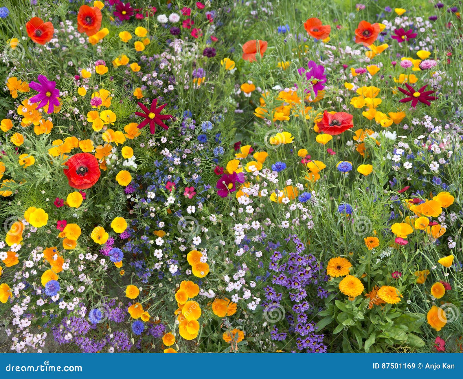 Mischung Der Wilden Blume Mit Mohnblumen Stockbild Bild von blumen, form 87501169