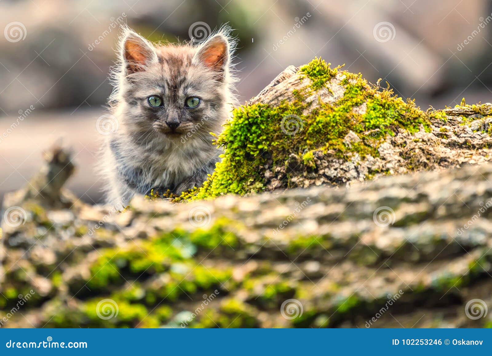 miserable cat miserable cat