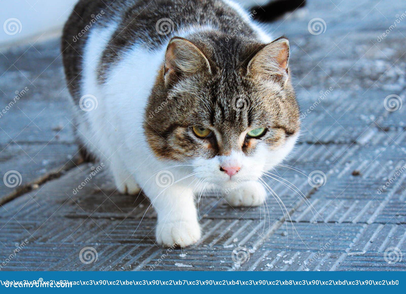 Mismatched cat stock image. Image of multi, wildcat - 216621845