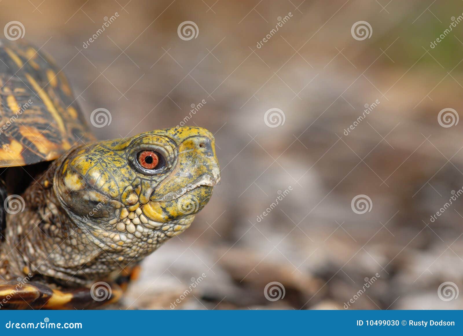 Missouri Box Turtle stock photo. Image of terrapene, conservation