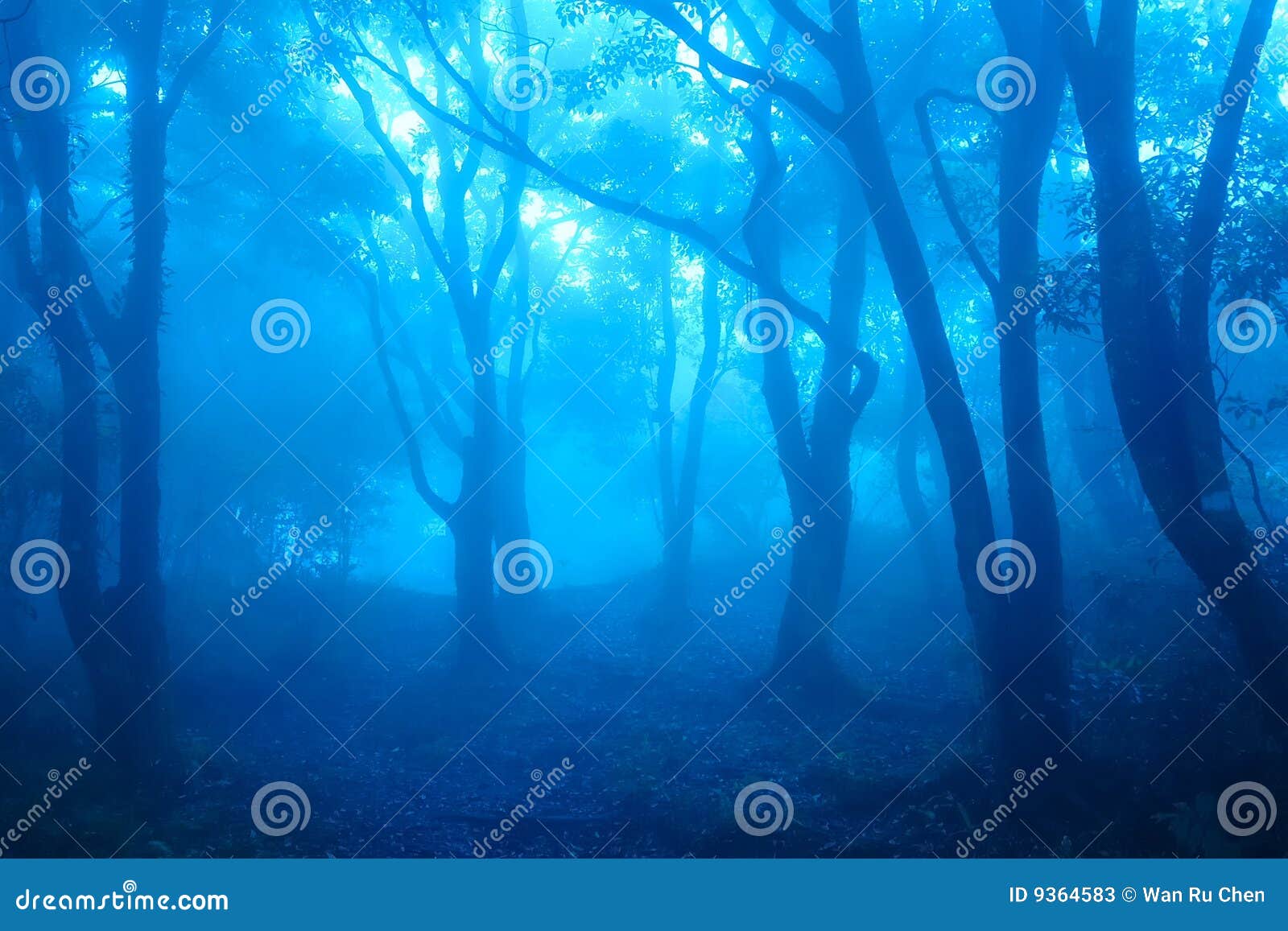 the mist forest