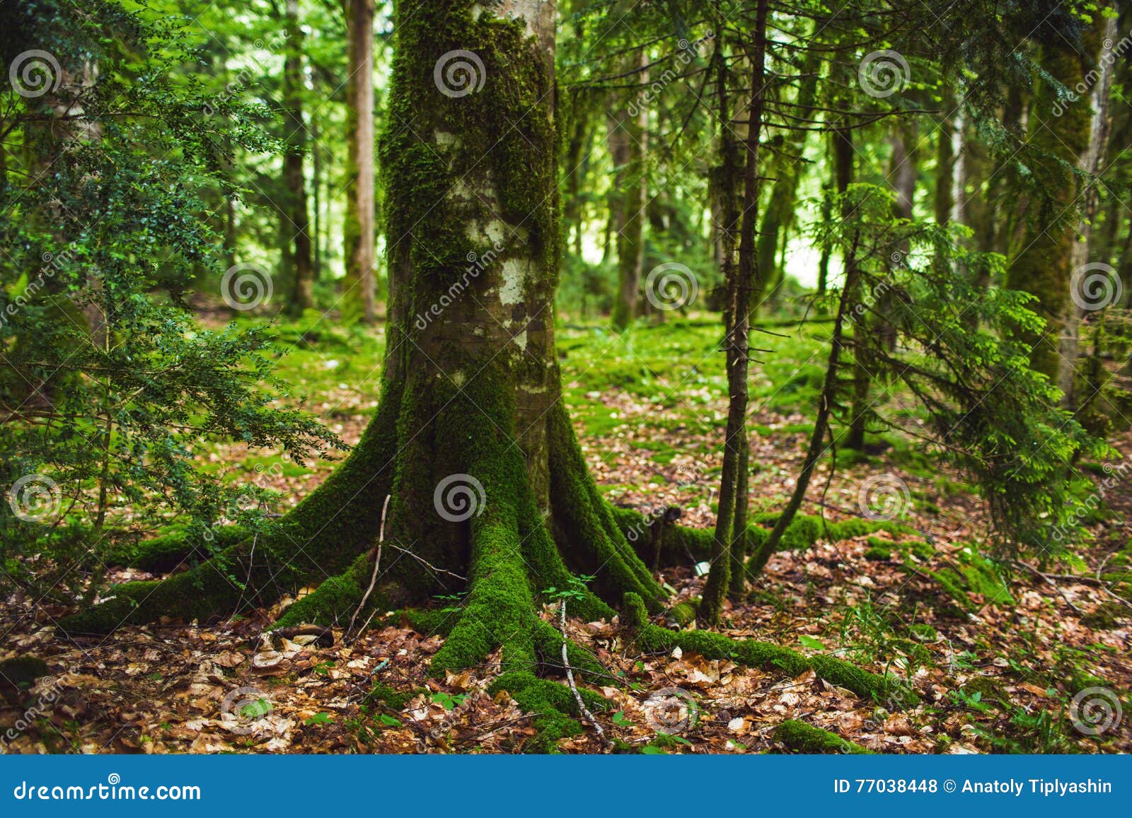 Mist forest stock photo. Image of forest, scene, jungle 77038448