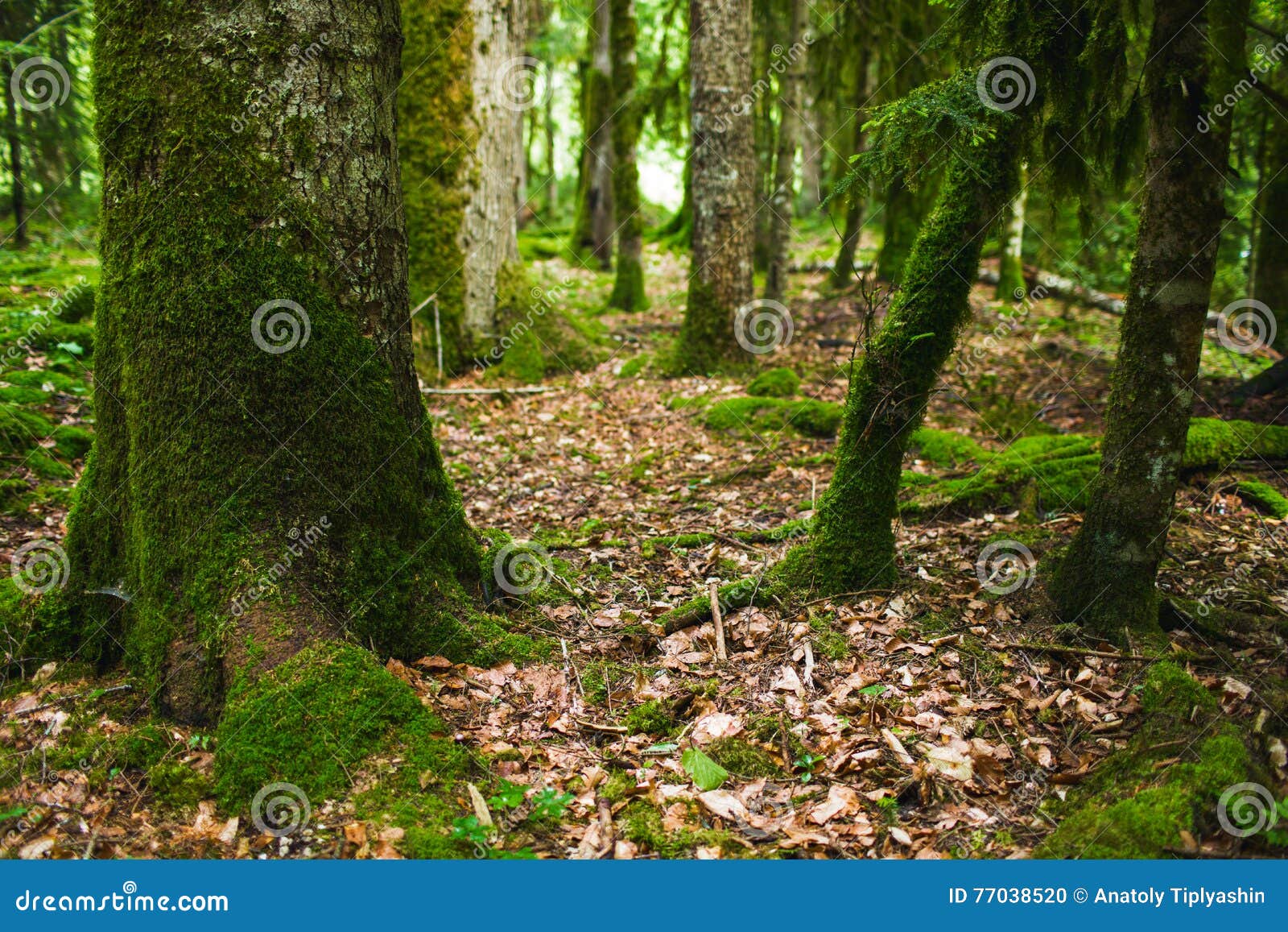 Mist forest stock photo. Image of foliage, land, light 77038520