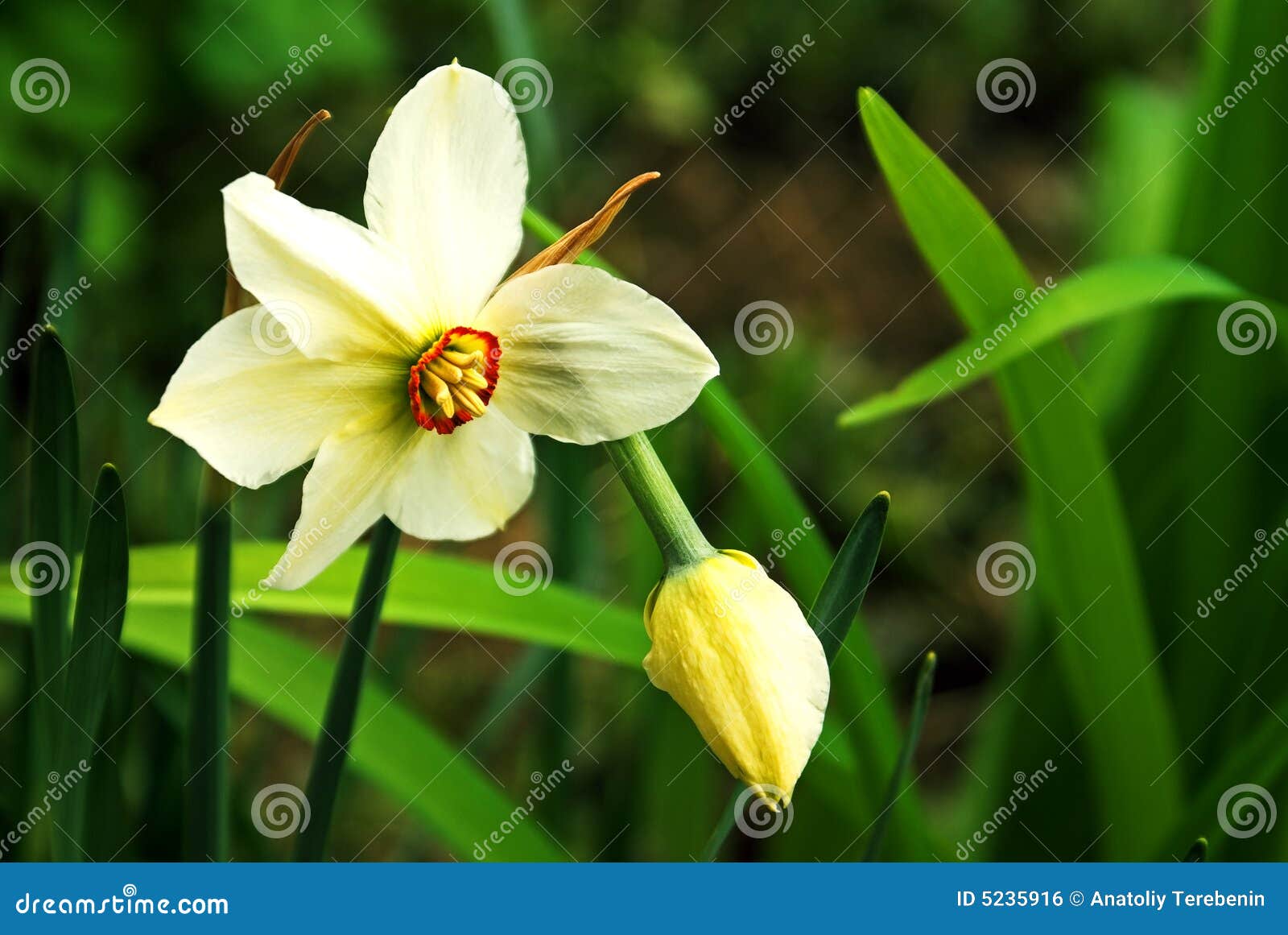 Mister Narcissus. stock photo. Image of gardening, green 5235916
