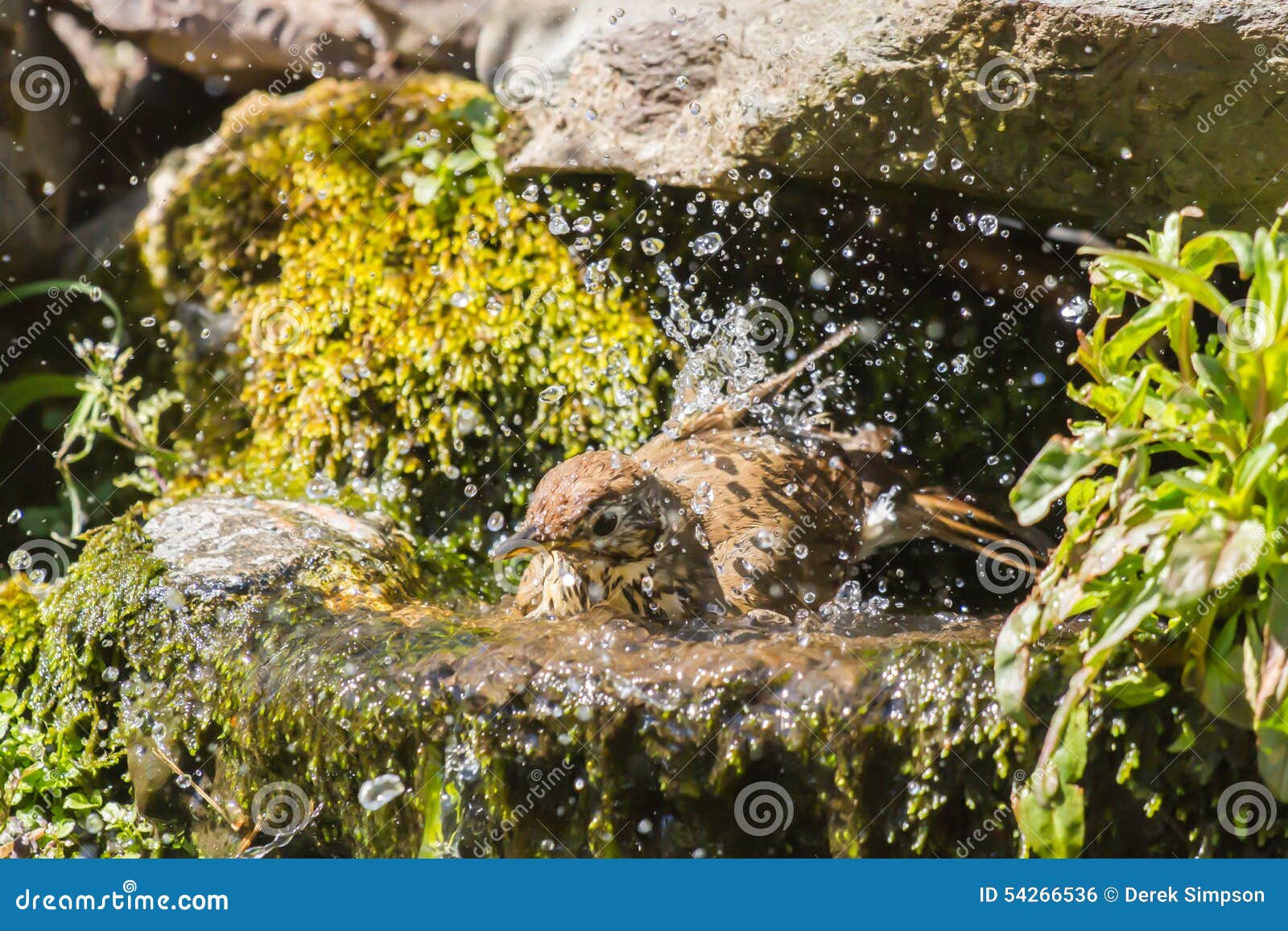 Mistle thrush stock photo. Image of fluffy, closeup, close 54266536