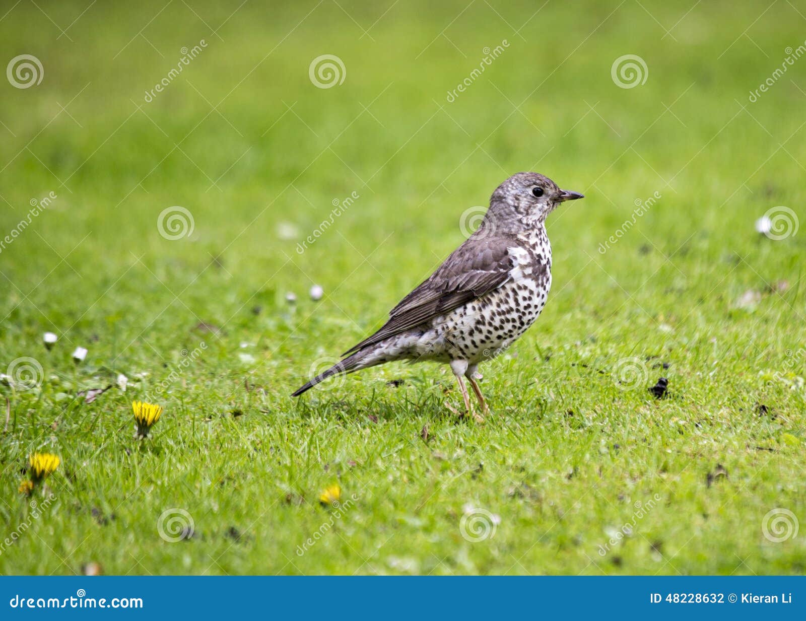 Mistle Thrush stock photo. Image of clear, grass, ecstatic - 48228632