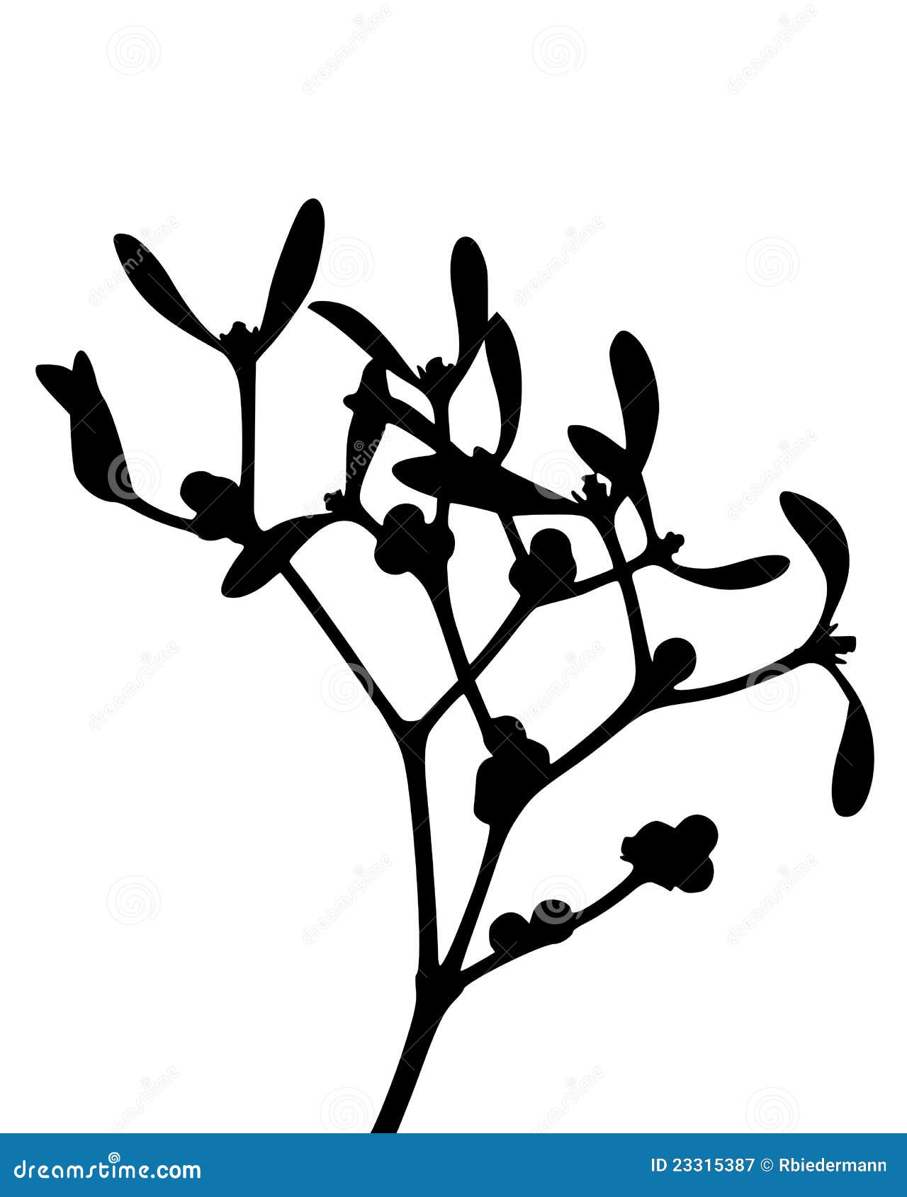 Mistletoe stock vector. Illustration of black, leaves - 23315387