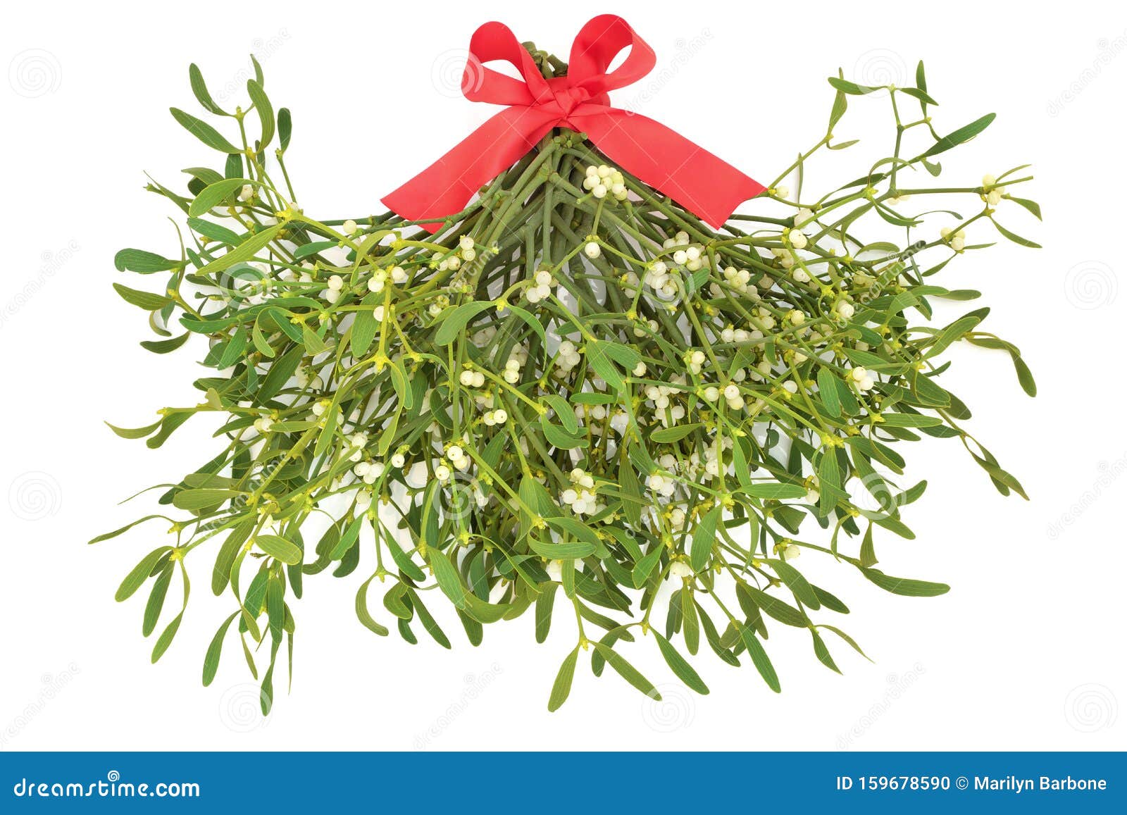 1 Mistletoe freshly cut with Berries Red Bow Christmas Advent 