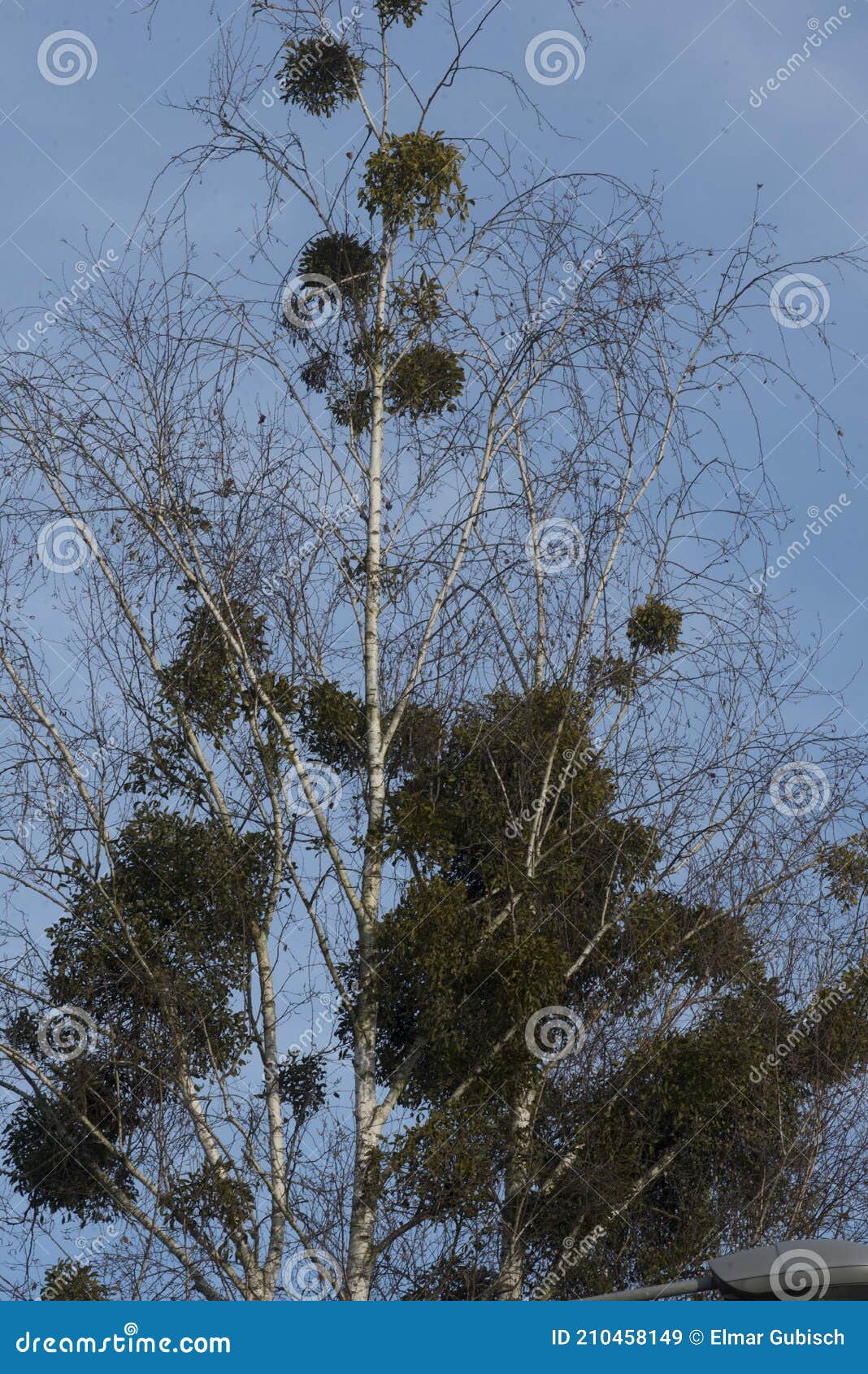 Mistletoe Growing on a Tree Stock Image Image of symbiosis, stand