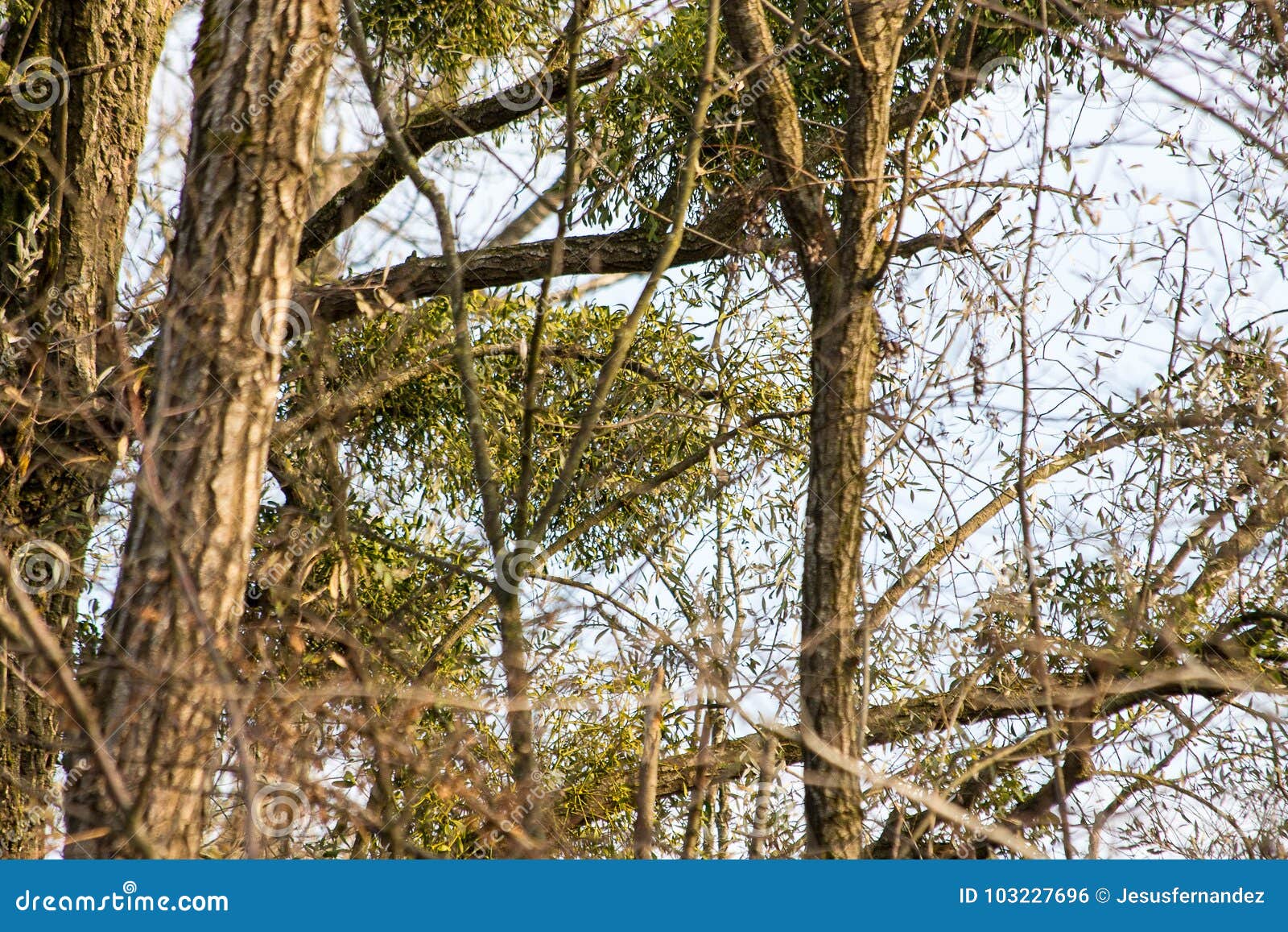 mistletoe growing on treebranches