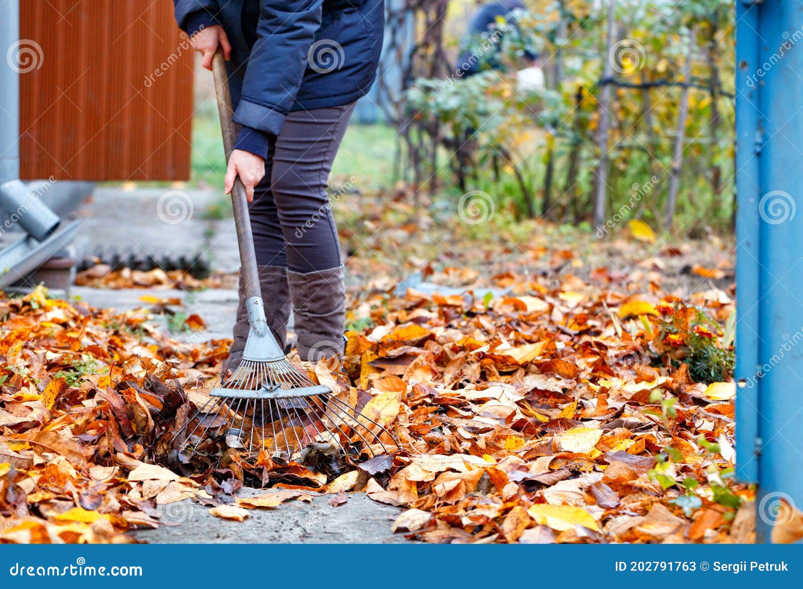 The Mistress of the House Rakes the Fallen Yellow Leaves with a Metal ...