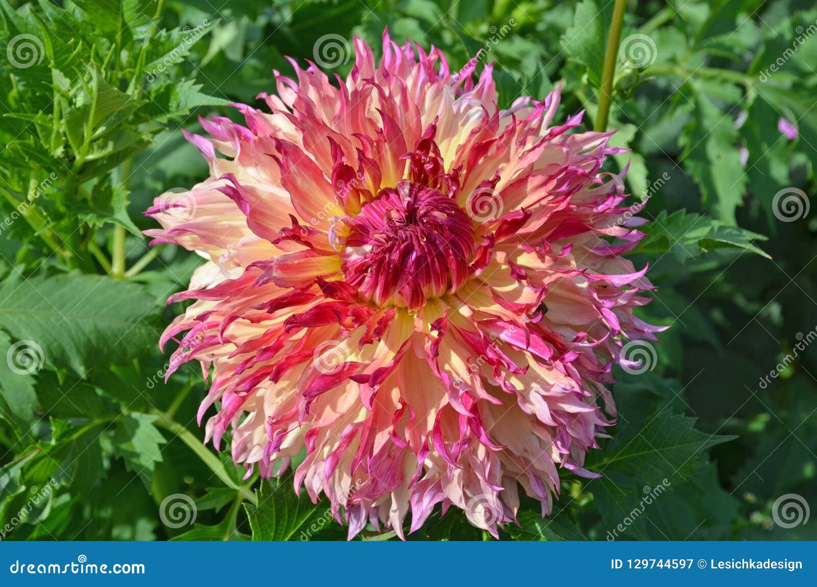 Mistura Da Planta Da Flor Da Dália Do Malva E Da Cor Do Pêssego Imagem de  Stock - Imagem de agricultura, fundo: 129744597