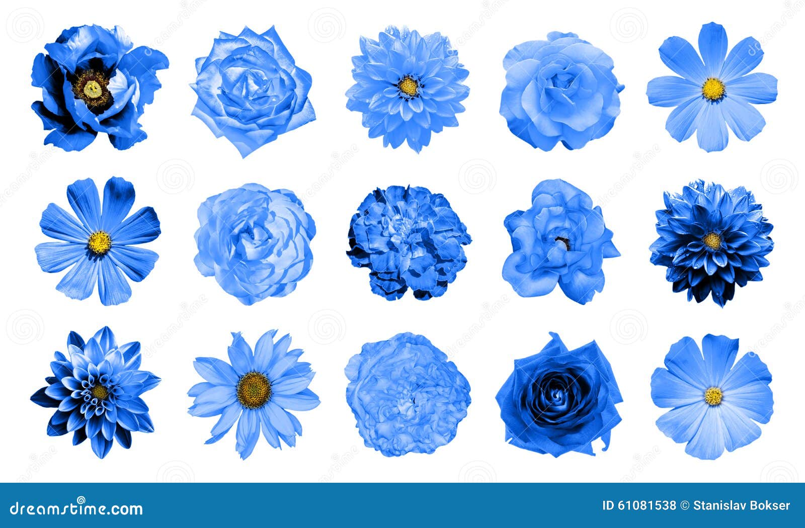 Misture a Colagem Das Flores Naturais E Surreais 15 Do Azul Em 1: Dálias,  Prímulas, áster Constante, Flor Da Margarida, Rosas, Pe Foto de Stock -  Imagem de perene, floral: 61081538