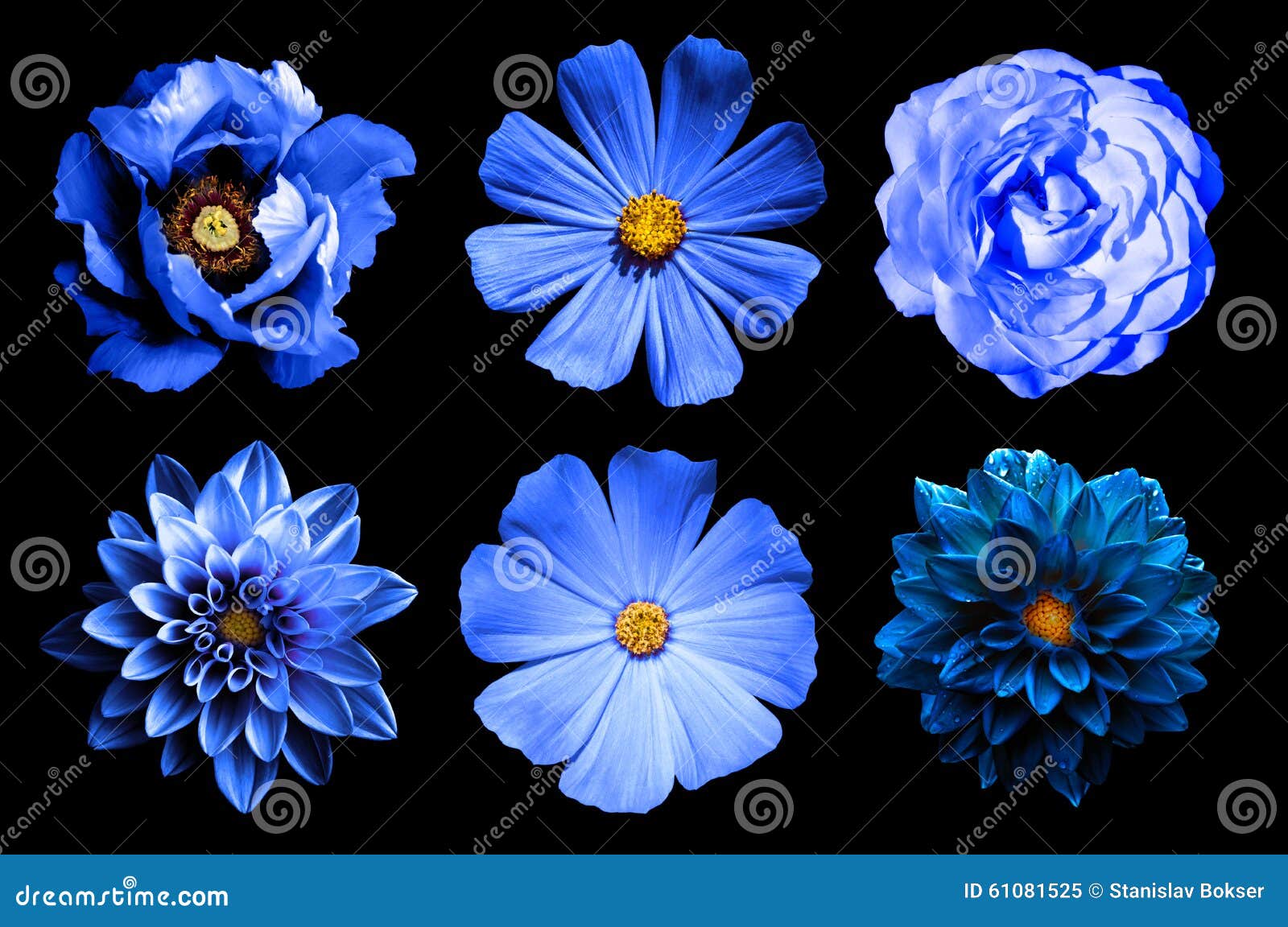 Misture a Colagem Das Flores Naturais E Surreais 6 Do Azul Em 1: Dálias,  Prímulas, Cor-de-rosa E Peônia Isolada Imagem de Stock - Imagem de amor,  flor: 61081525