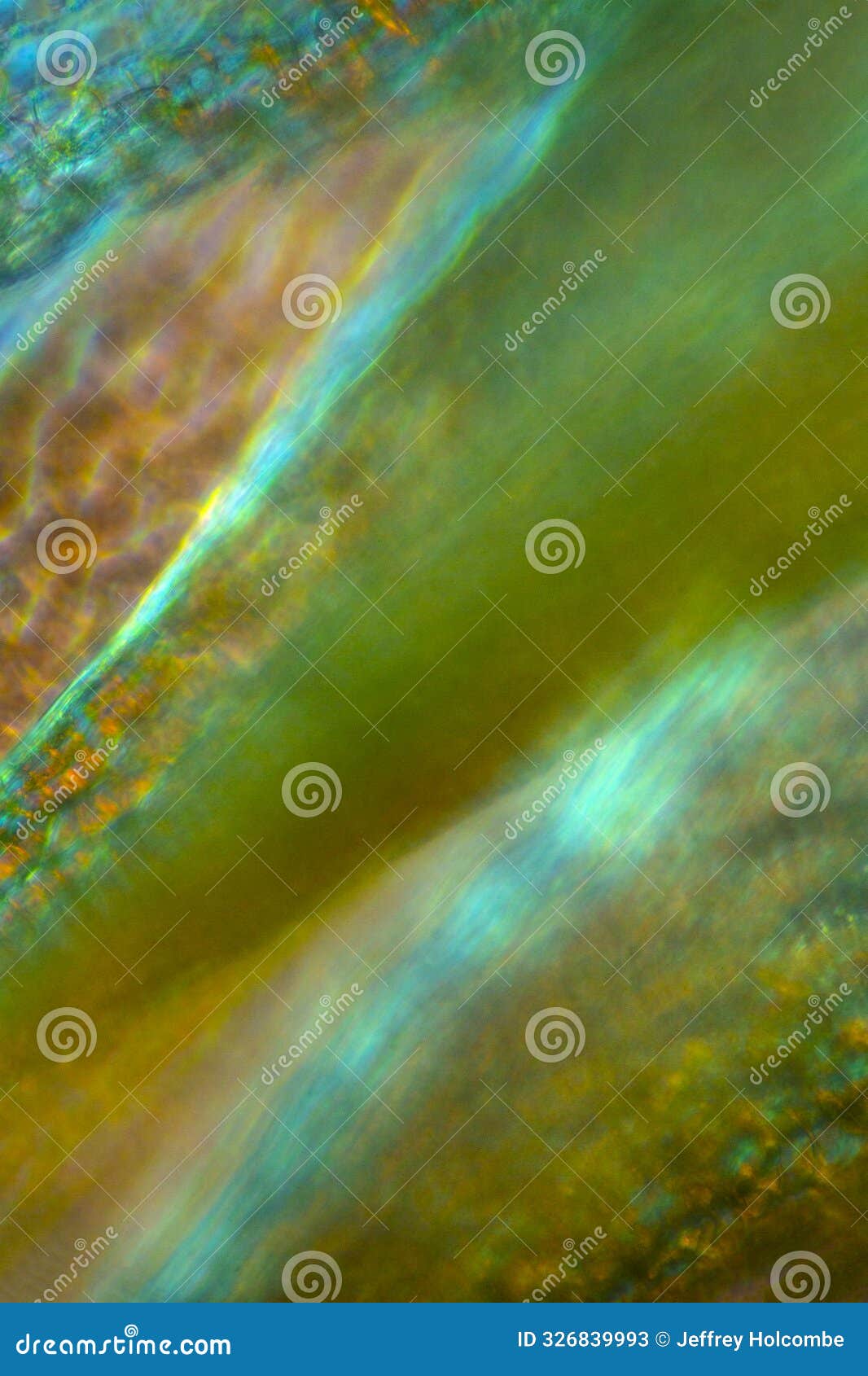 misty abstract micrograph of branch leaves from sphagnum squarrosum