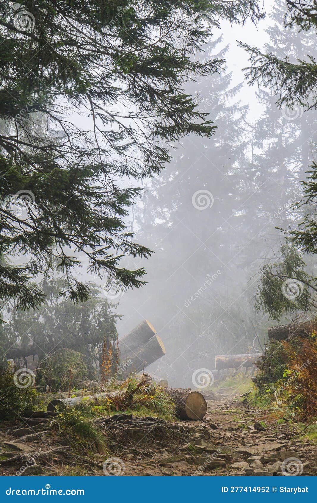 misty hiking trail in the beskid zywiecki near zawoja, poland