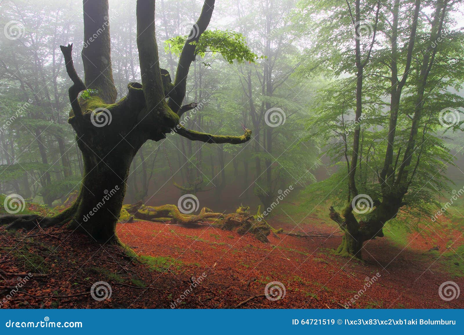 misty beech wood in orozko (biscay, basque country)