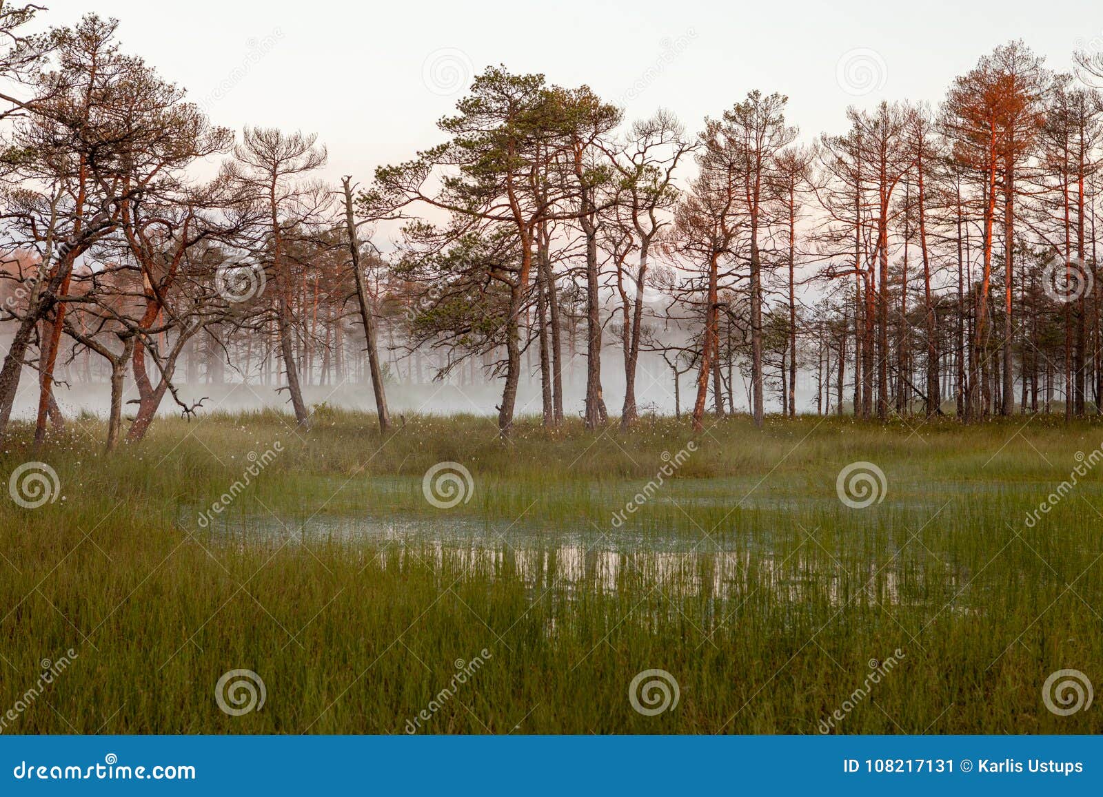 misty bog landscape in cena moorland, latvia