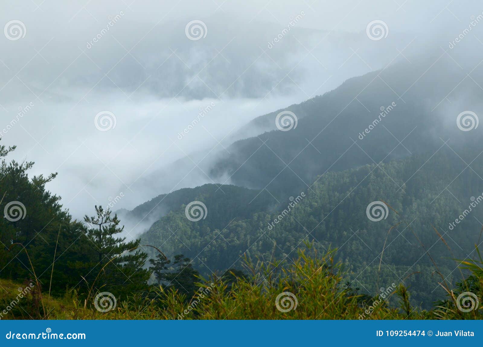 taiwanese cedar forests in a misty day in qilai mountains, northern taiwan