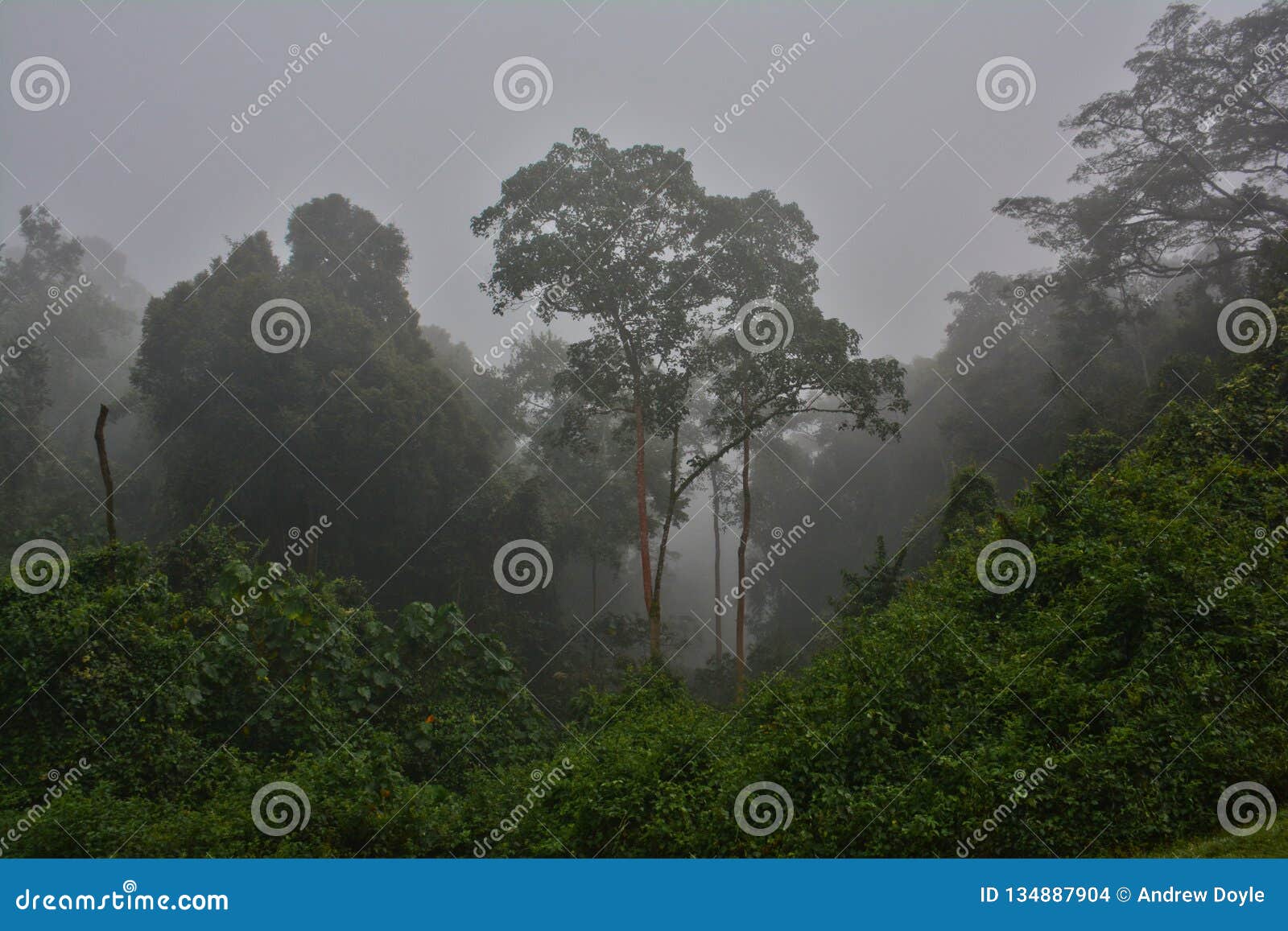 foggy morning in bwindi impenetrable national park