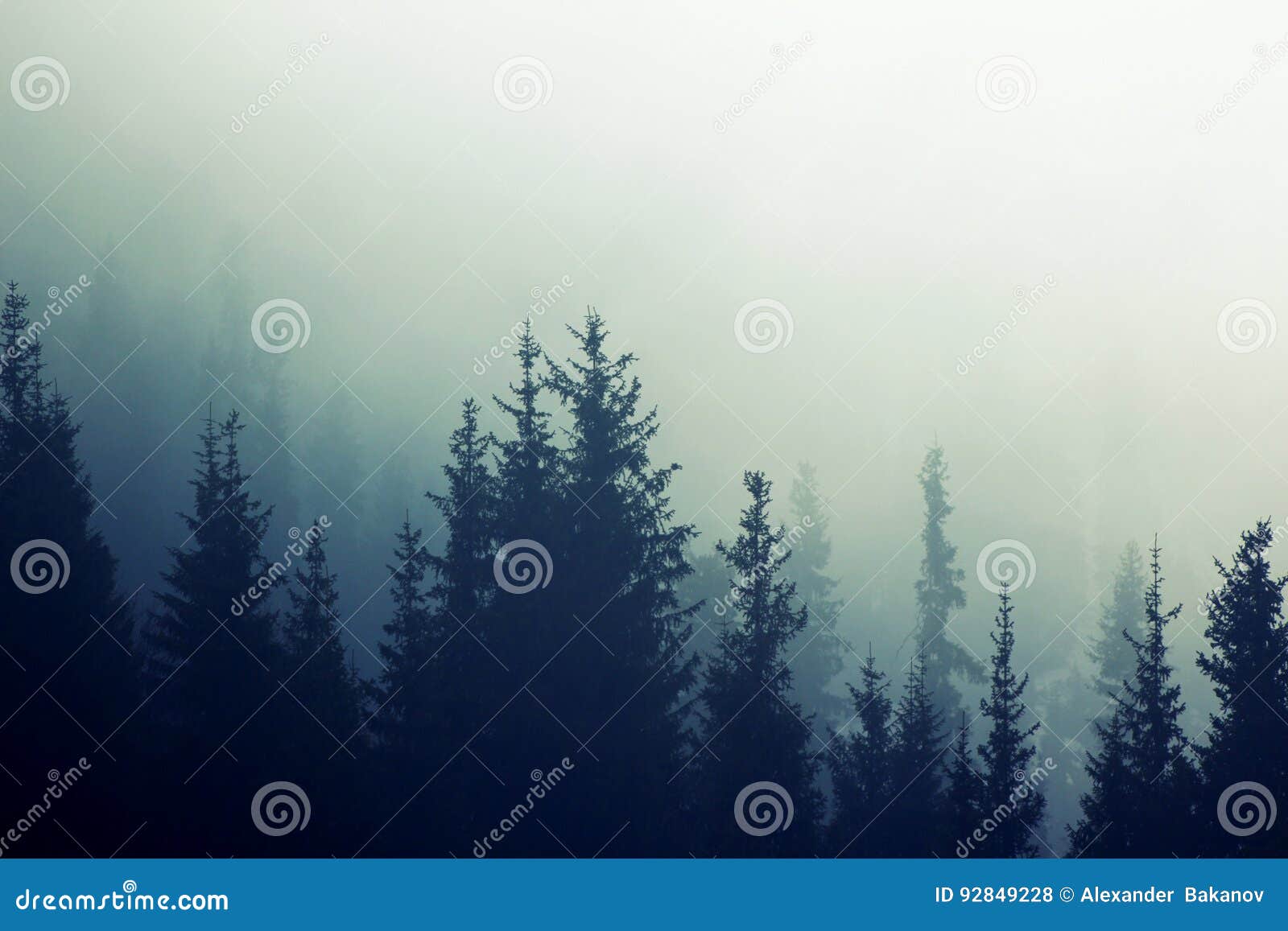 misty fog pine forest mountain slopes color toning