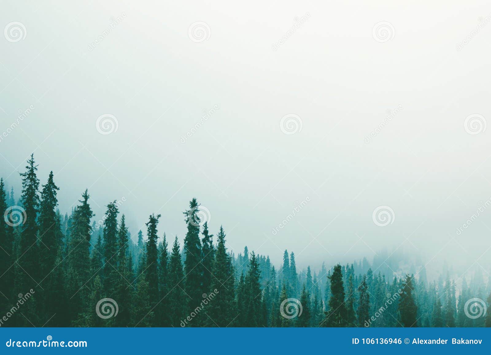 misty fog pine forest mountain slopes color toning