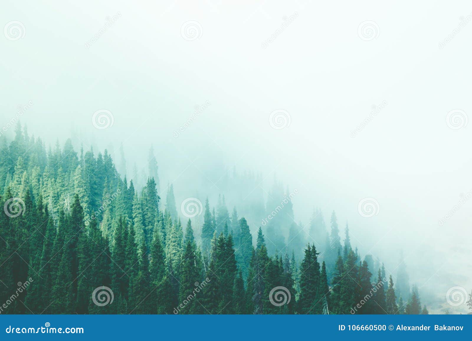 misty fog pine forest mountain slopes color toning