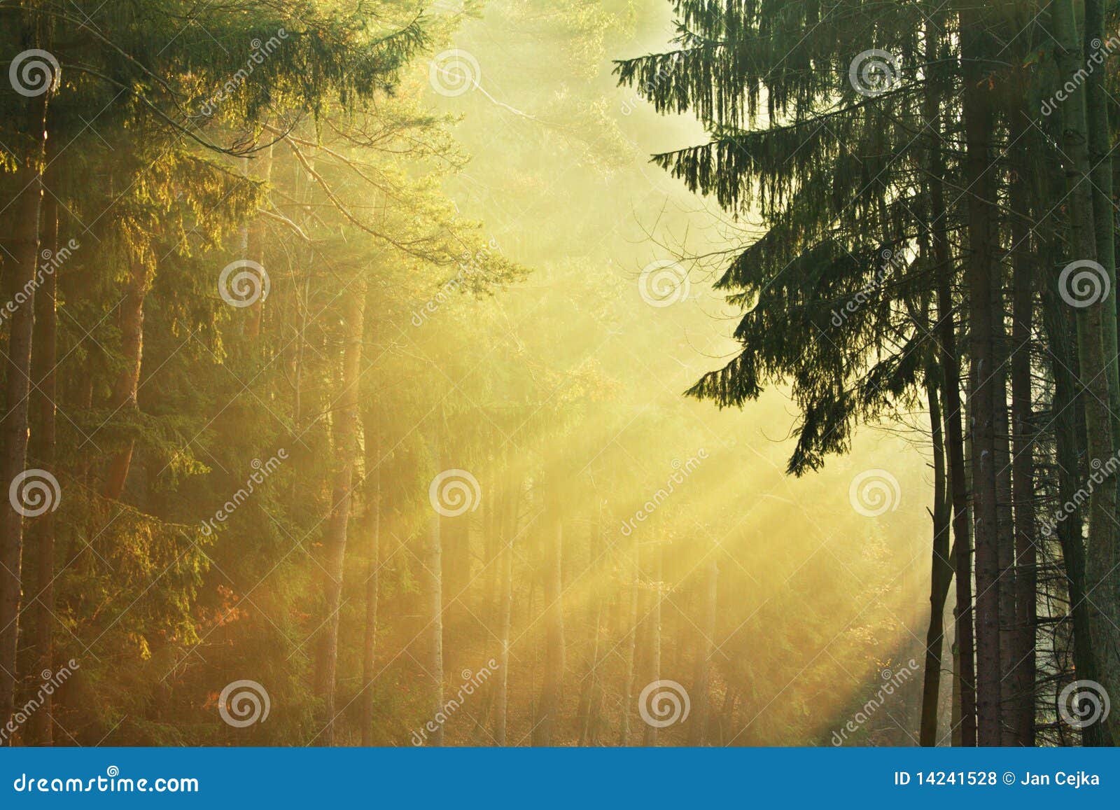 misty forest