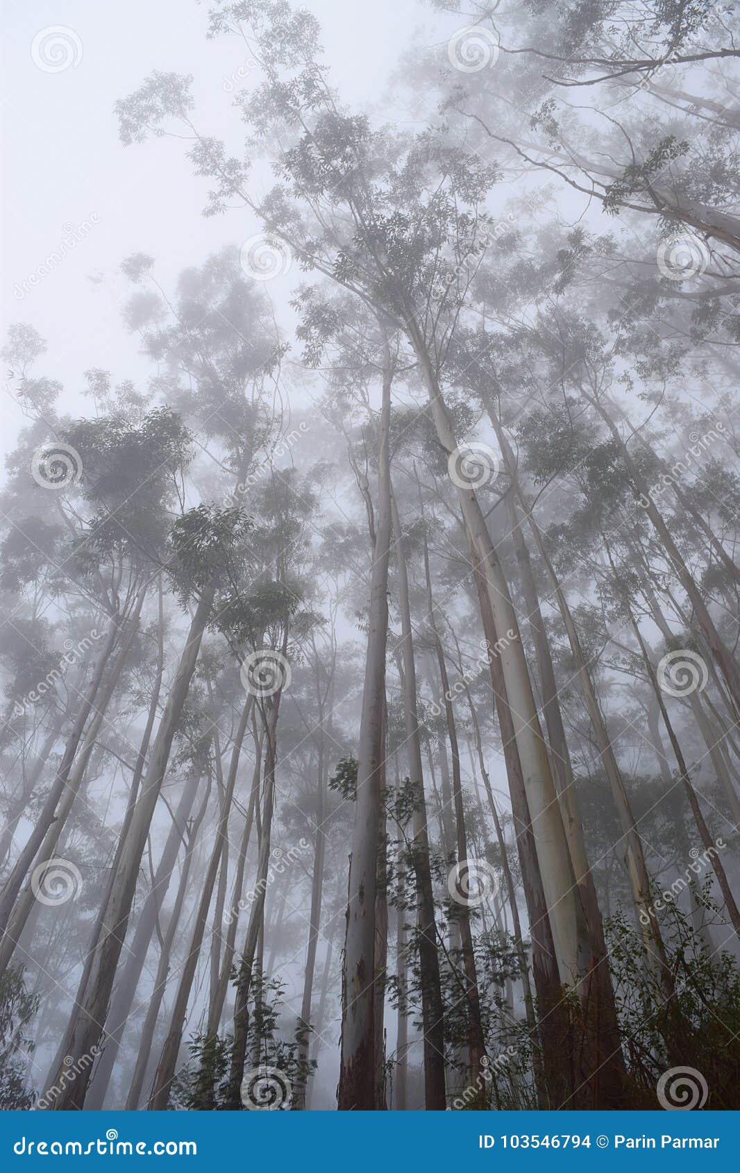 Misty Forest with Tall Trees and Infinite Sky - Mobile Screen Wallpaper  Stock Photo - Image of condensation, kerala: 103546794