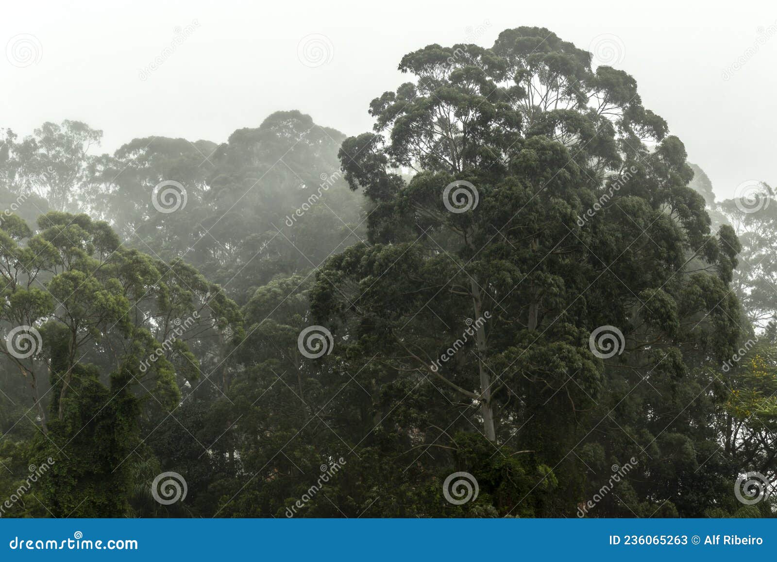 misty jungle in mata atlantica atlantic rainforest biome