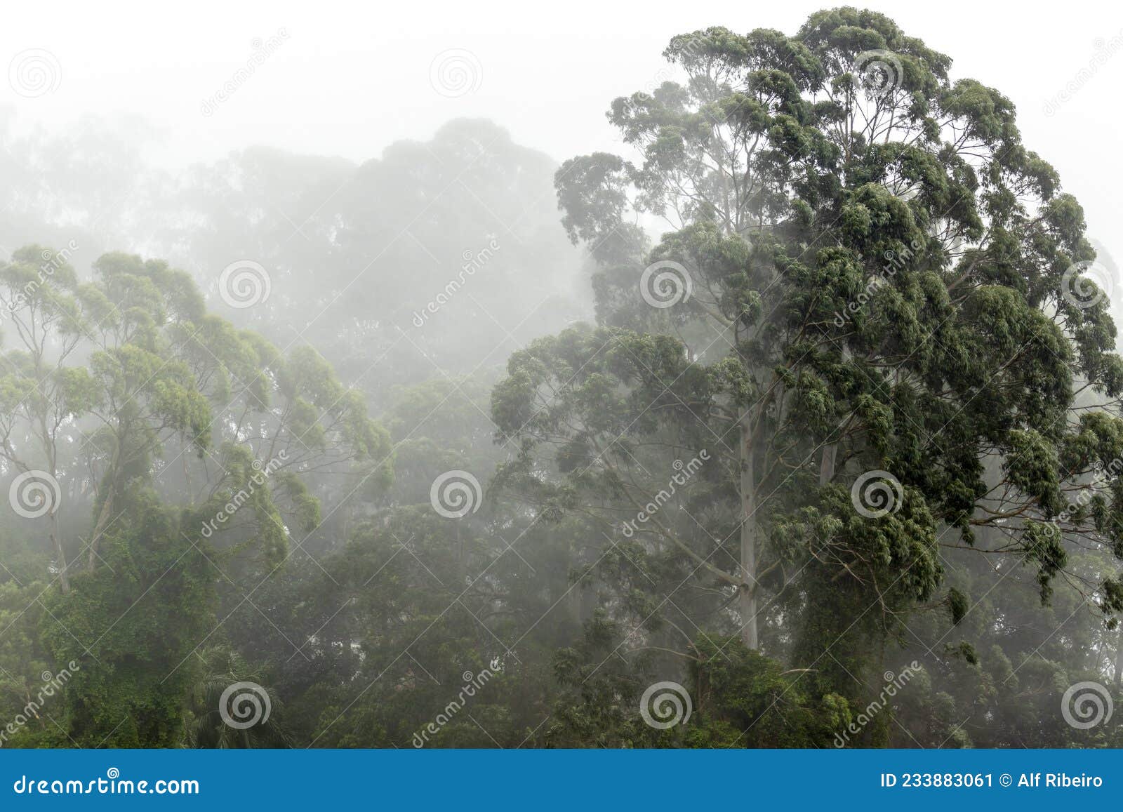 misty jungle in mata atlantica atlantic rainforest biomemisty jungle in mata atlantica atlantic rainforest biome