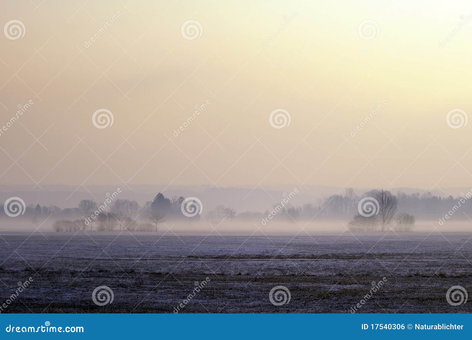 misty moor landscape
